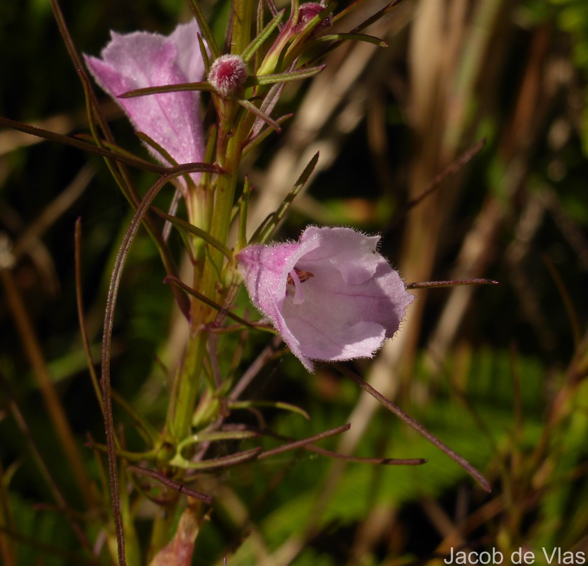 Parasopubia delphiniifolia (L.) H.-P.Hofm. & Eb.Fisch.